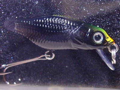 MEGABASS / X-30 MARUKIN (FLOATING) | IchibanTackle.com