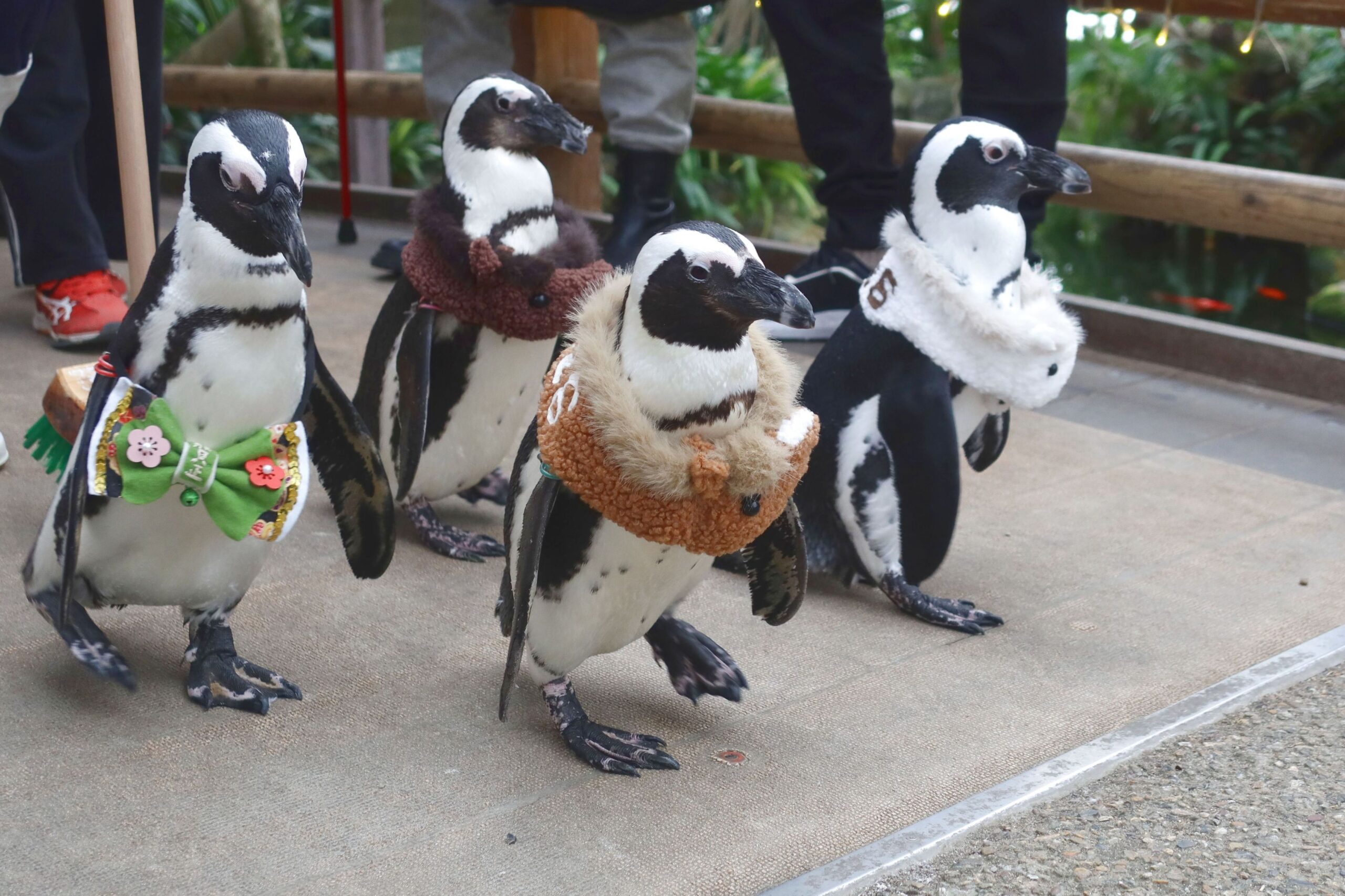 ペンギンのお散歩の様子～うま年衣装～ - 【公式】湖畔に広がる花と鳥