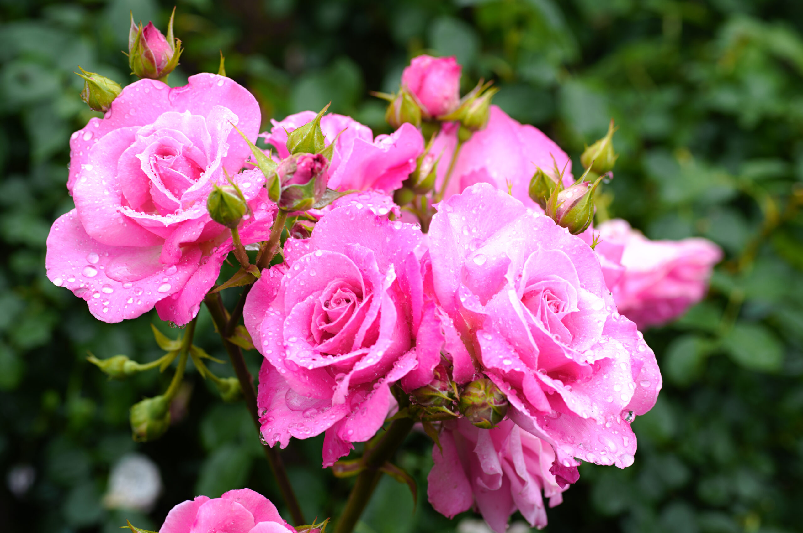 バラ | 市川市観光協会