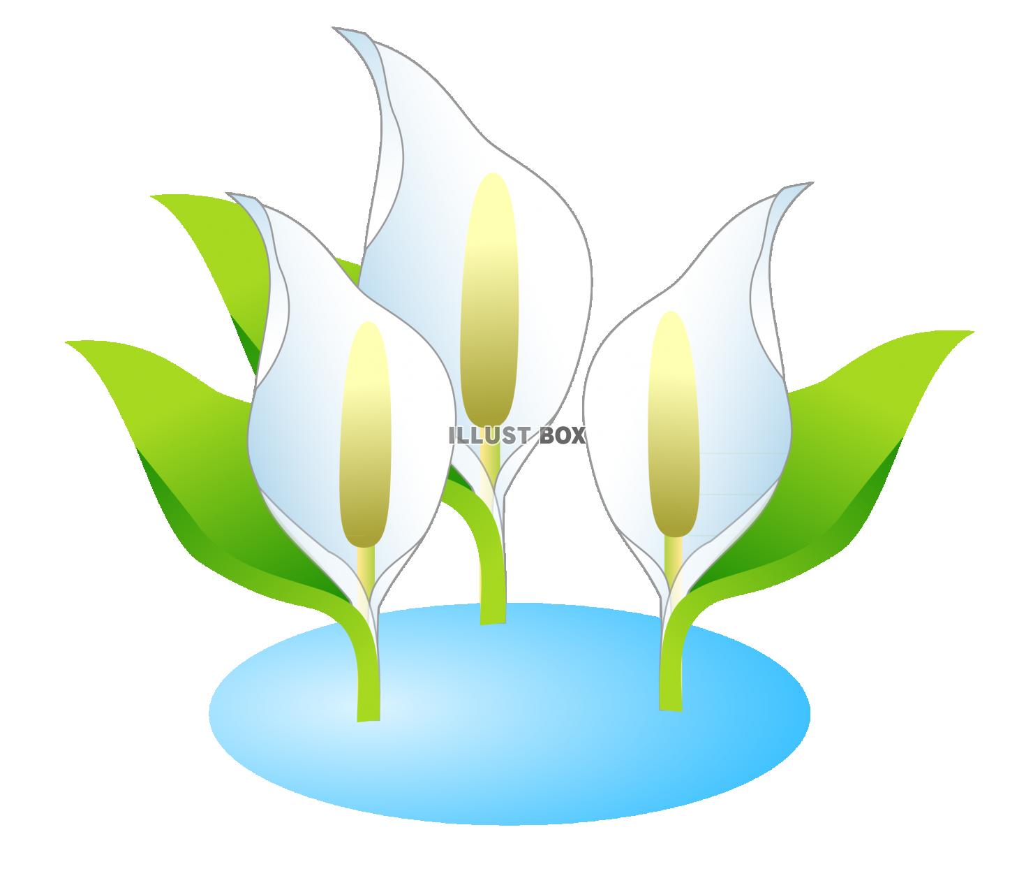 水芭蕉のイラスト：イラスト無料