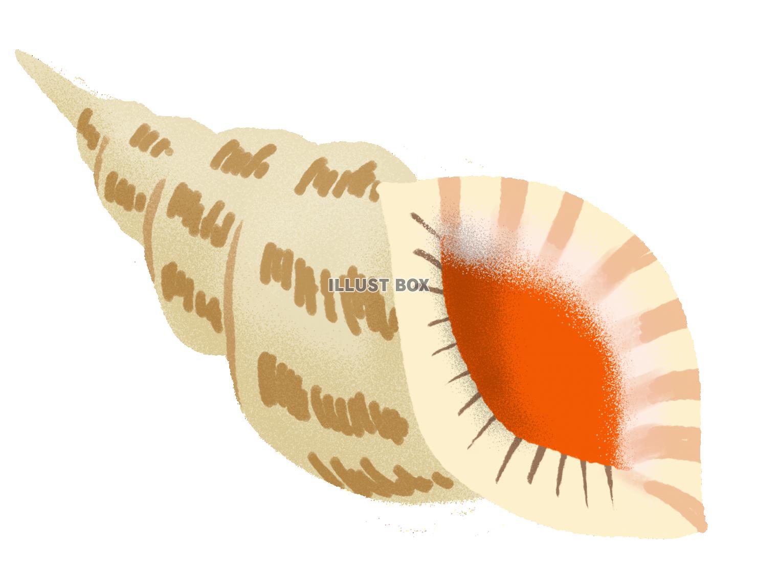 手書きのかわいい螺貝 ：イラスト無料