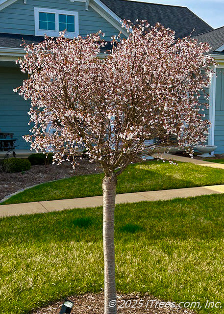 Little Twist® Cherry