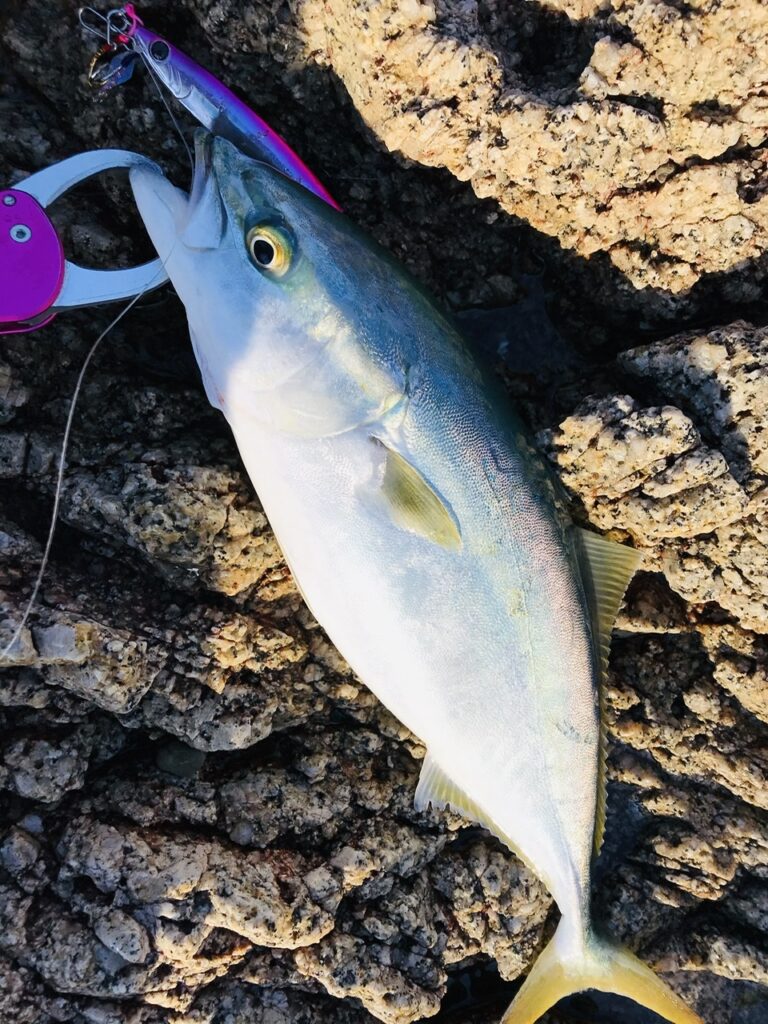 実釣インプレ】初心者〜中級者まで使えるおすすめヒラスズキロッド