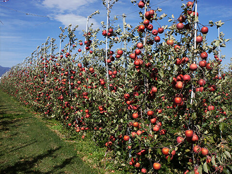 りんご・サンふじ | 農畜産物情報 | JA松本ハイランド