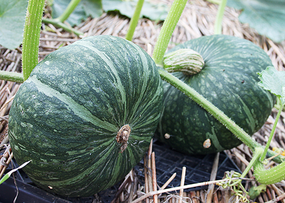 カボチャ ｜ JAみえなか