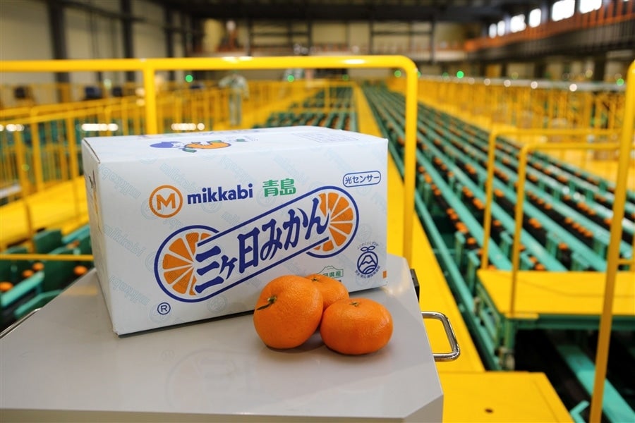 三ヶ日青島みかん（優品）2L 7kg JAみっかび: しずおか『手しお屋