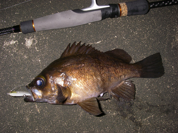 セイラミノー55s＆キャリコで良型メバル！！ - SALT WATER 海釣り