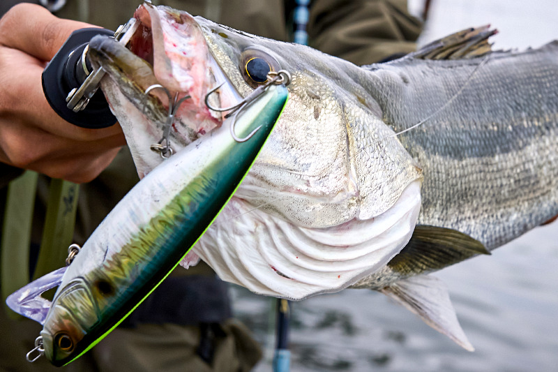 ジャコナックル＆キャリコでタケノコメバル！ - SALT WATER 海釣り