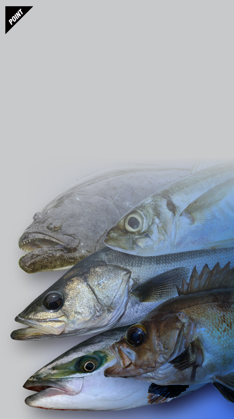 20-21 BRS（2020-21年モデル） - SALT WATER 海釣り｜JACKALL