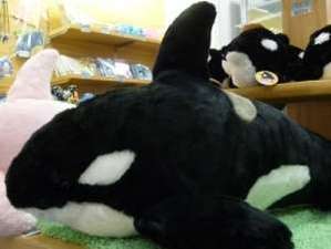 新プラン「【80cmジャンボサイズ】シャ..」登場！/鴨川シーワールド