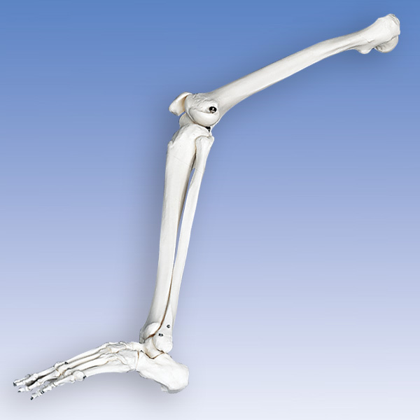 人体模型 下肢骨