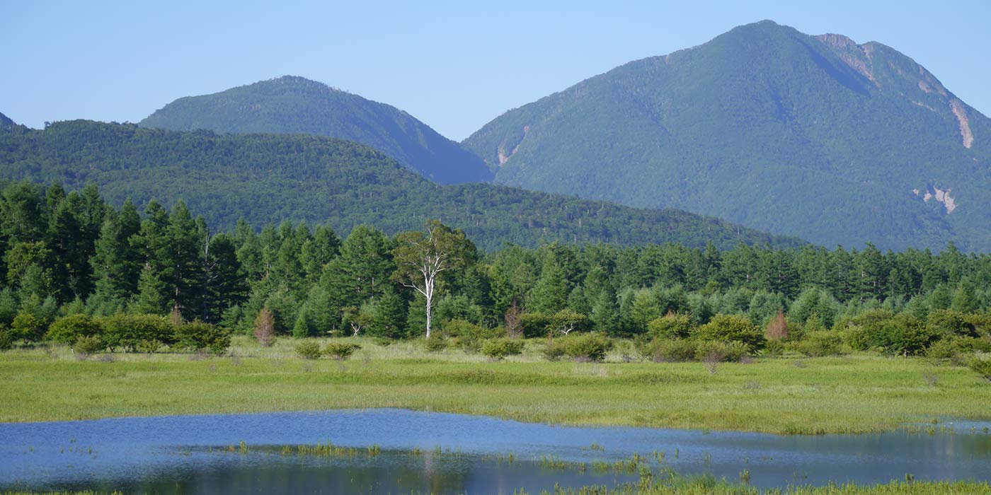 朝霧に佇む1本のシラカバの木「小田代ヶ原の貴婦人」 |日本の絶景 JTB