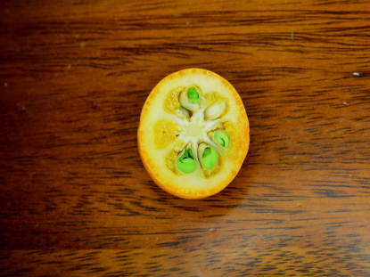 樹木図鑑(キンカン)