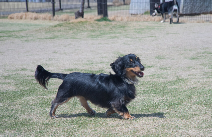 Schneider-Kreuznach Retina-Tele-Xenar 135mm F4 – 犬と手頃な