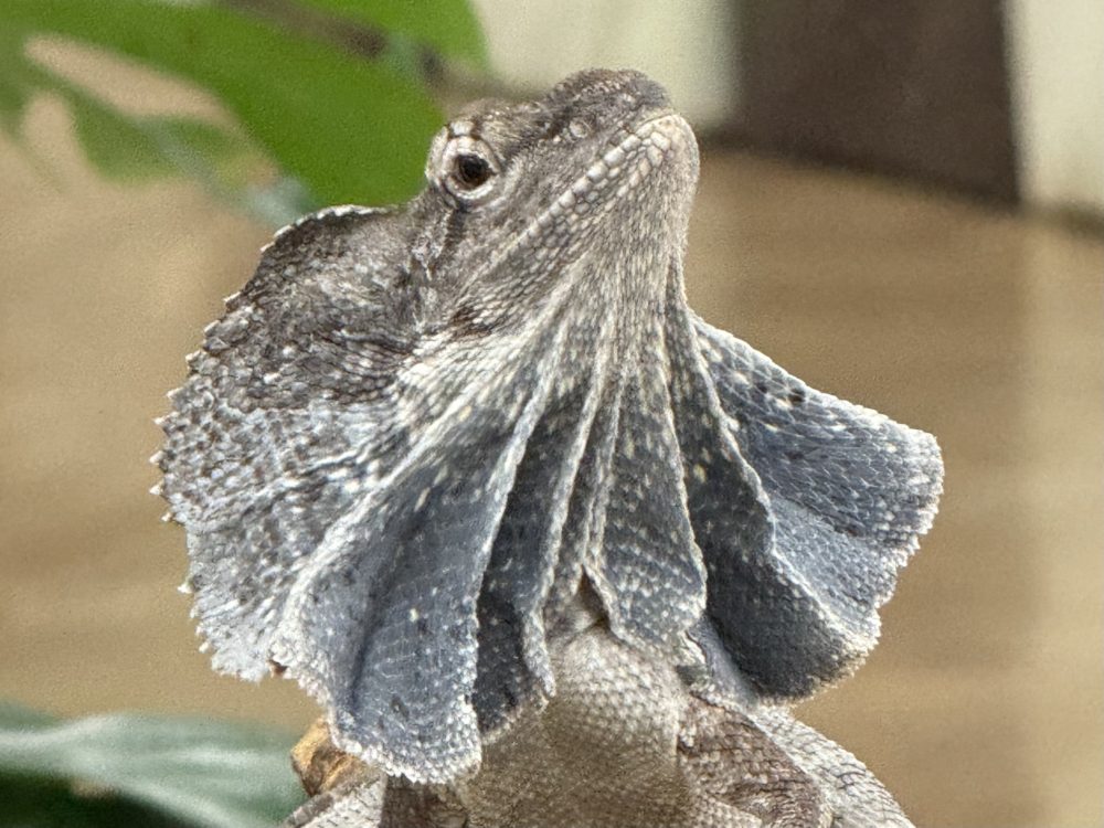 ショップゼミ】襟巻きが特徴のエリマキトカゲ | 動物飼育ブログ｜動物