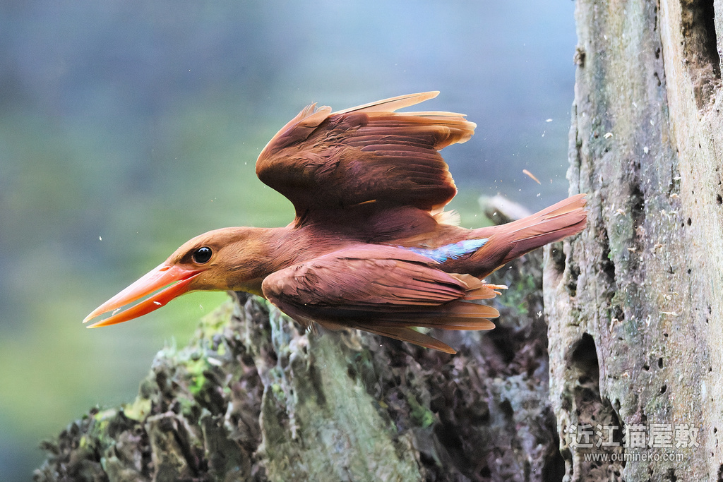 EOS R3+RF200-800mm F6.3-9 IS USMで野鳥撮影 カワセミ | 近江猫屋敷