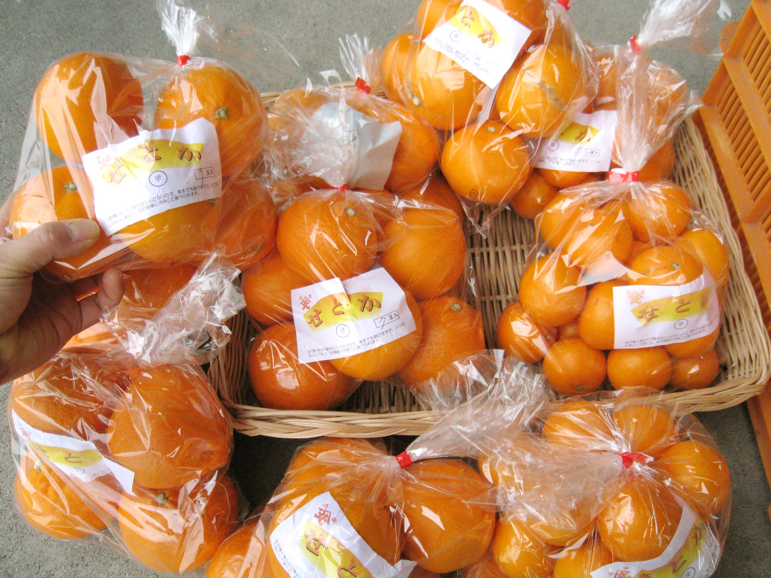 高知 山北産 せとか（セトカ 清見系 マーコット系） | オレンジハート