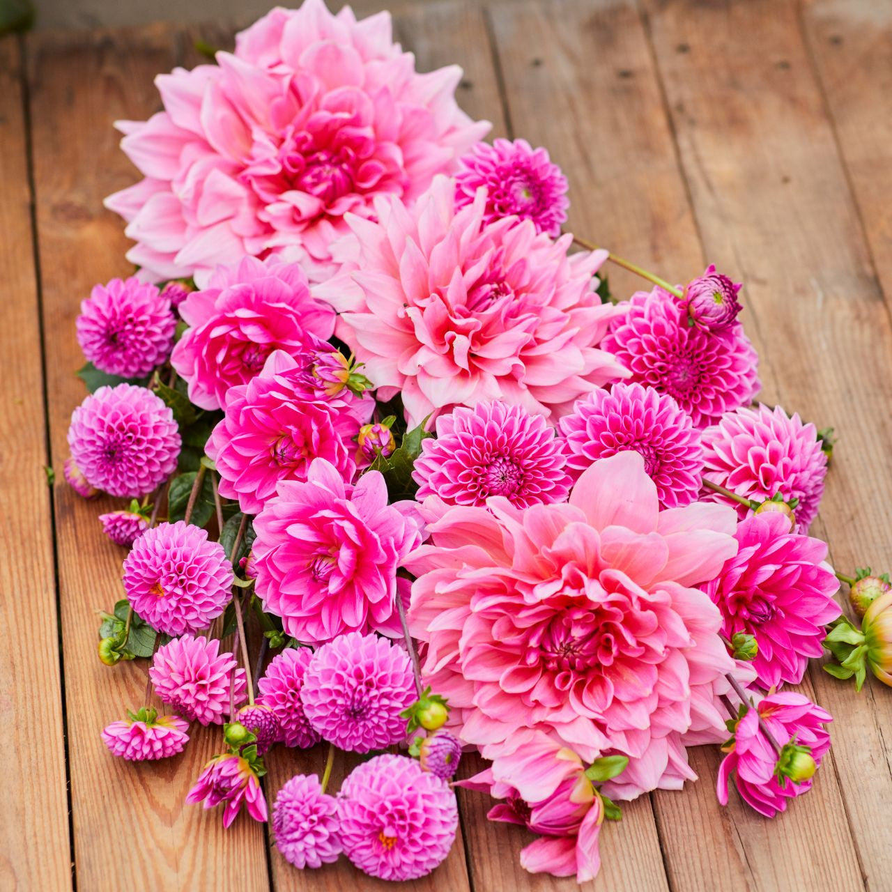 Dahlia Assorted Cherry Crush Collection 8 tuber clumps - Longfield