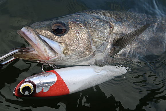 LONGIN FACTORY AIZU CaptainTokyo160