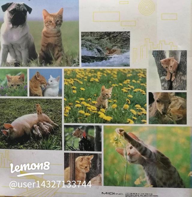 1986年 映画『子猫物語』 | NATSUMI_TRIBERが投稿したフォトブック