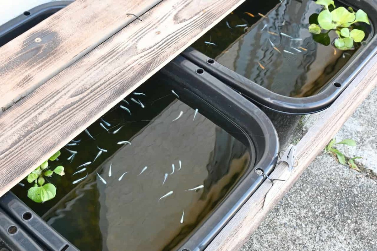 夏の癒やし♪メダカの無人販売所は島根西部にもあった｜日刊Lazuda