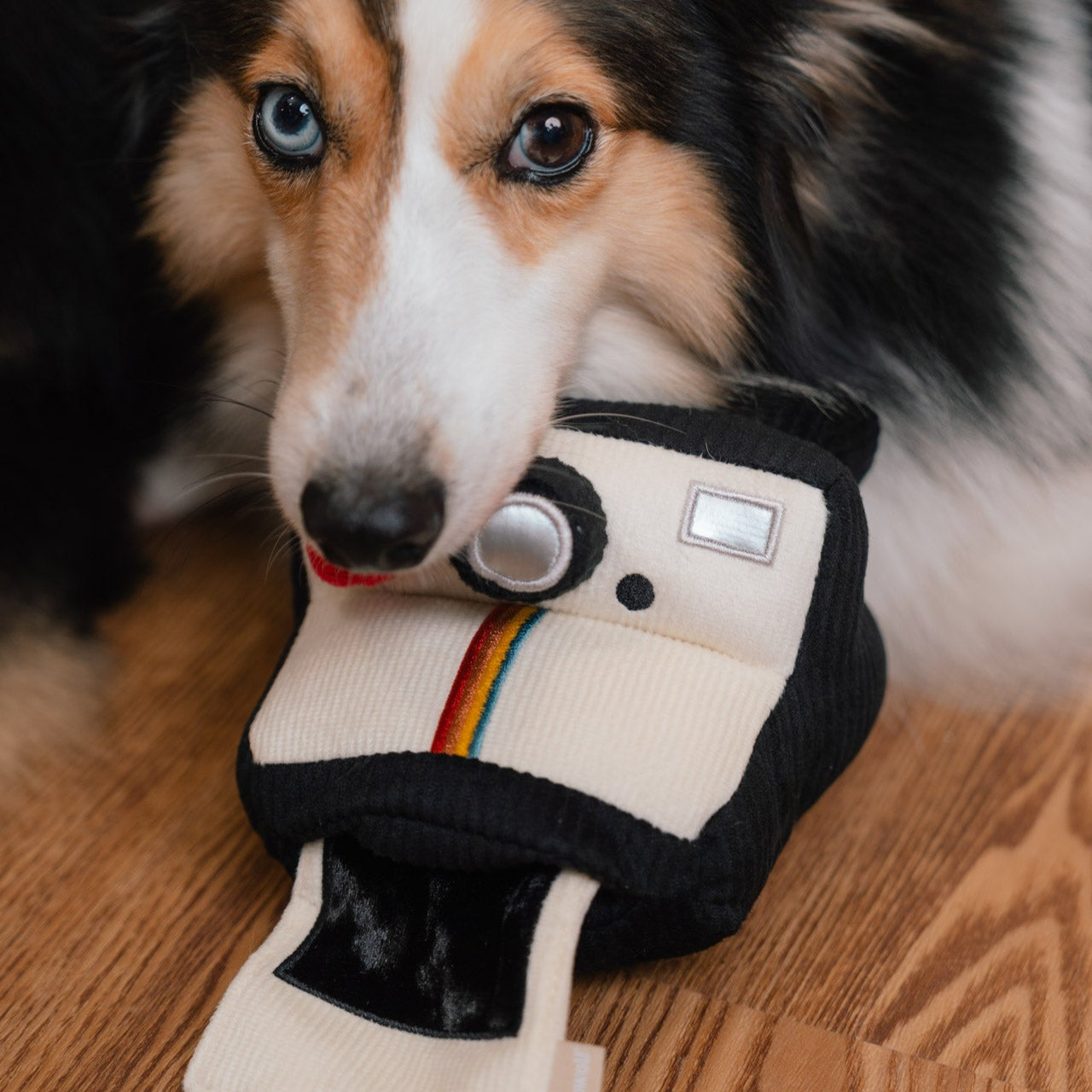 INSTANT CAMERA - Enrichment and Interactive Dog Toy | Puzzle Dog Toy