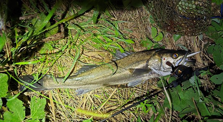 え？バス、釣れんのかえ？ 宮崎県綾南ダムのバスフィッシング | ルアー
