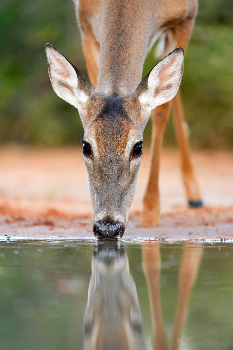 White-tailed Deer Drinking, South Texas | McGaw Graphics