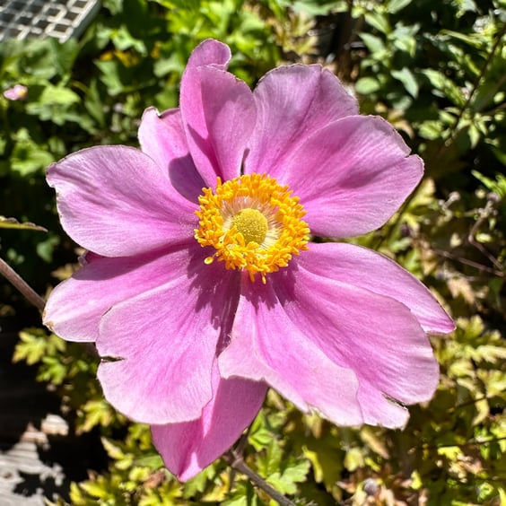 September Charm Windflower | McKay Nursery