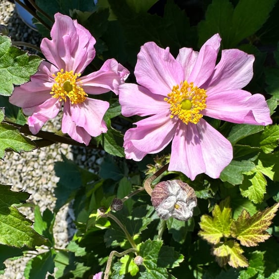 September Charm Windflower | McKay Nursery
