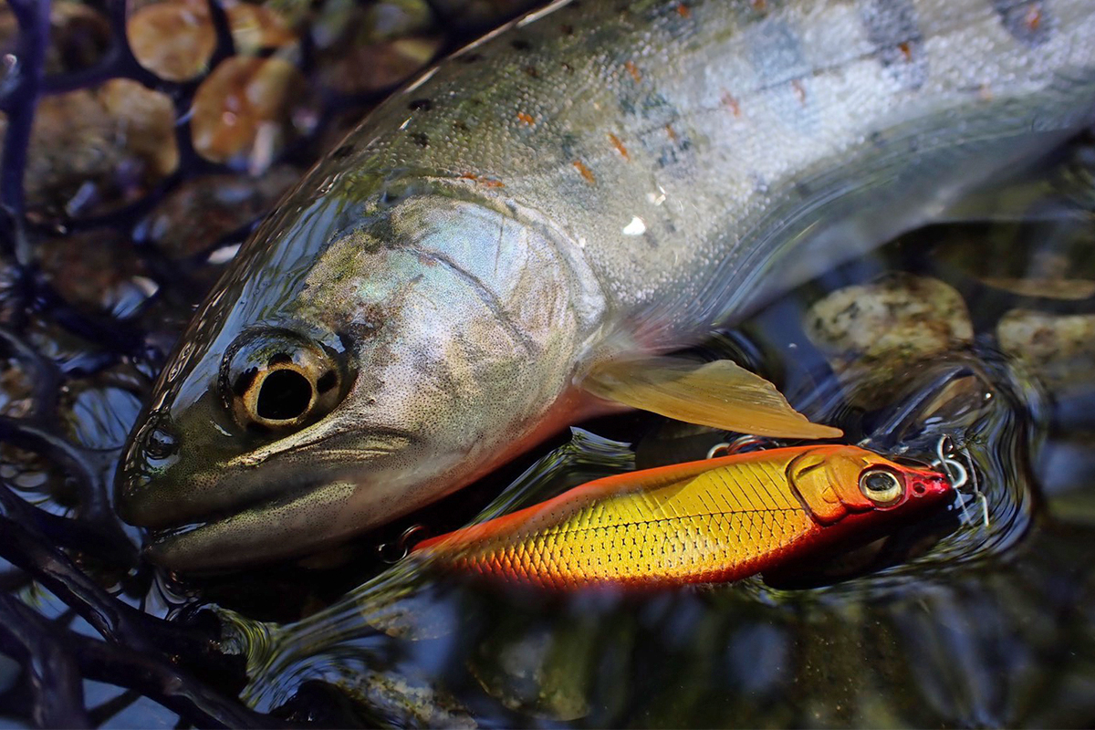 雄大な自然を満喫グレートハンティング | Megabass-メガバス