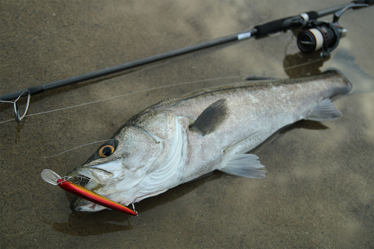 しなやかな剛竿！？空海CK-83XXHSのコンセプトとは？ | Megabass-メガバス