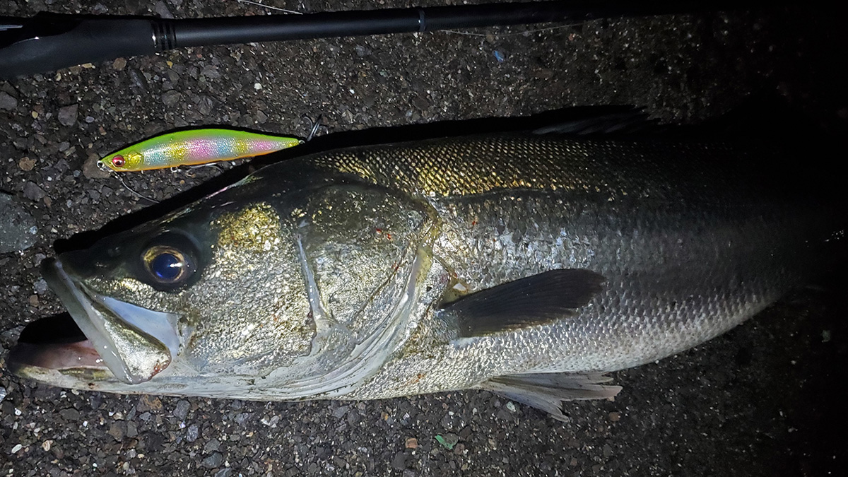 バラシ激減！？のシーバスロッド！空海『CK-96MS』 | Megabass-メガバス