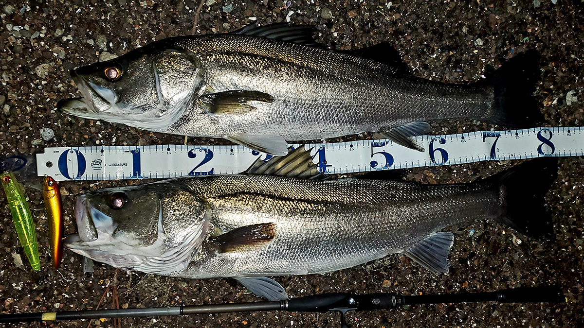 バラシ激減！？のシーバスロッド！空海『CK-96MS』 | Megabass-メガバス