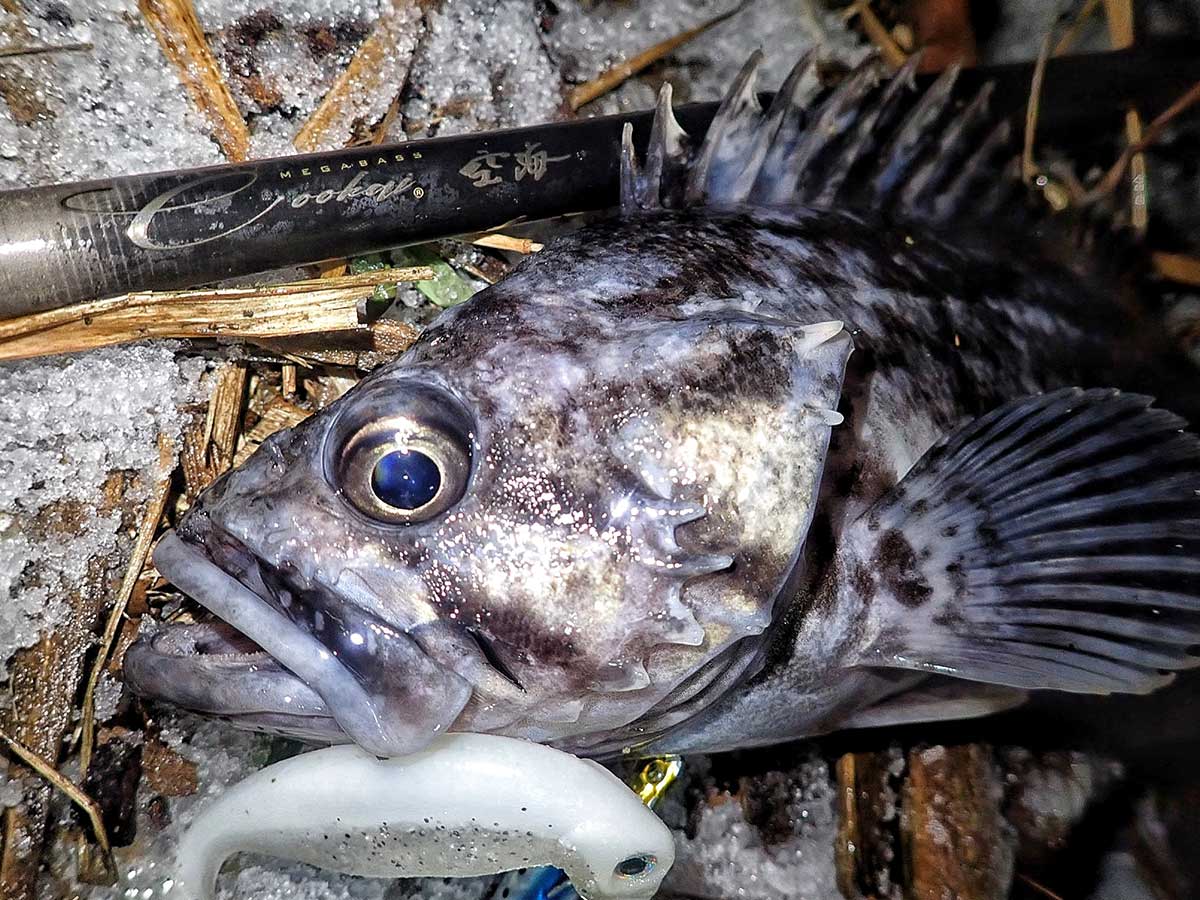 デストロイヤー空海710EXHC』シーバス&ロックフィッシュゲーム