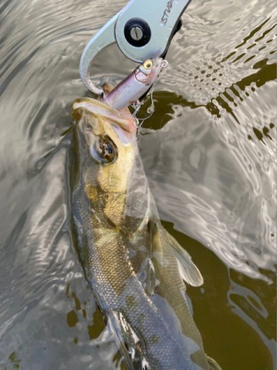 トップウォーターが良い感じ | Megabass-メガバス