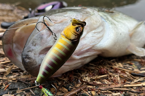 POPXシリーズがアツイ！！ | Megabass-メガバス