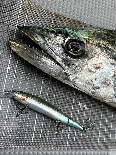 サワラに必須X-80MAGNUMジャーキングメソッドの秘密とは | Megabass