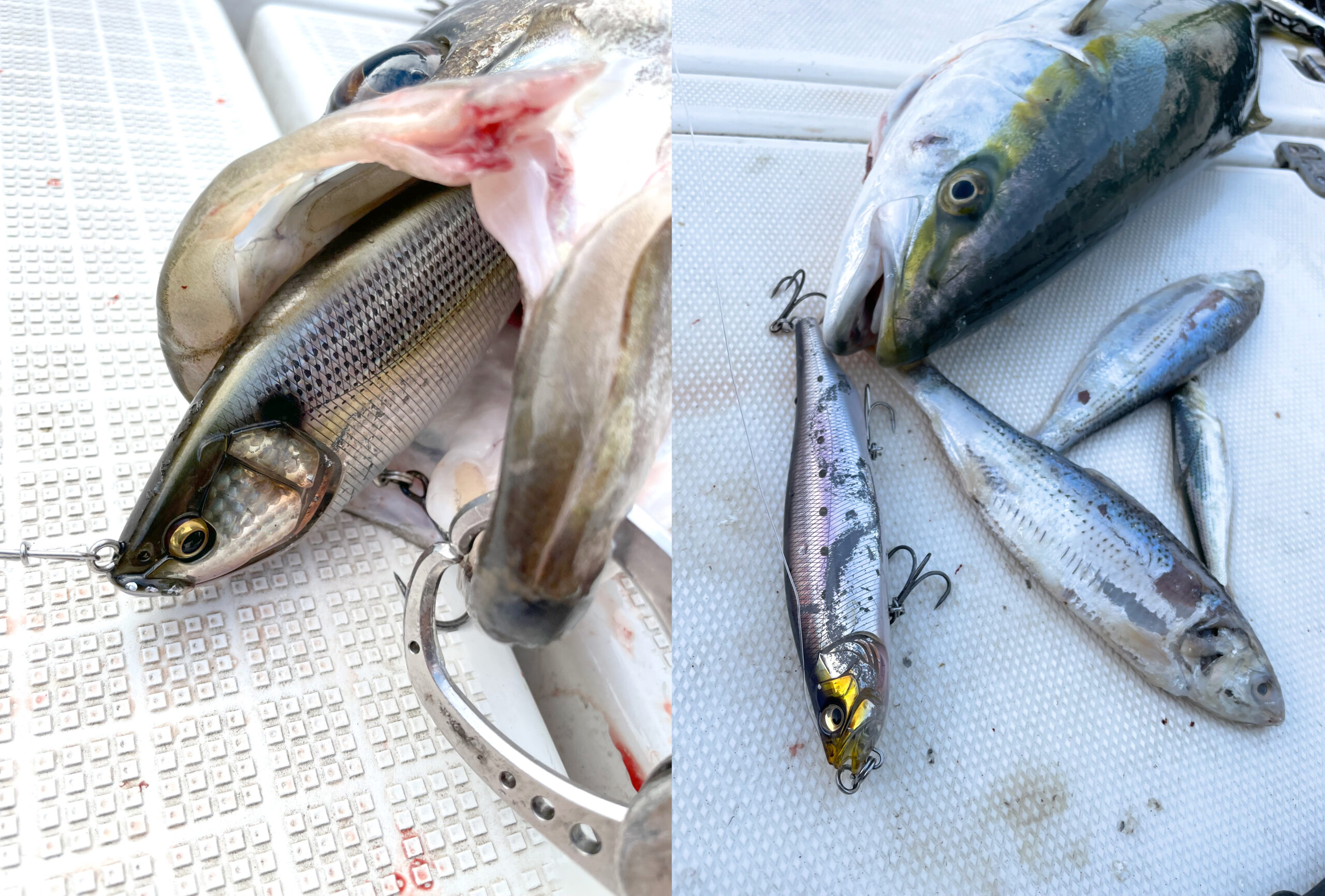 秋のコノシロパターン開幕直前 | Megabass-メガバス