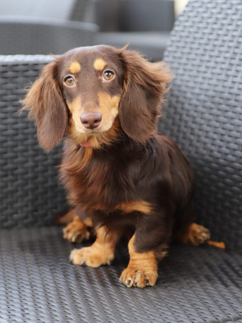 ミニチュア・ダックスフンド アーカイブ | 世界の名犬牧場