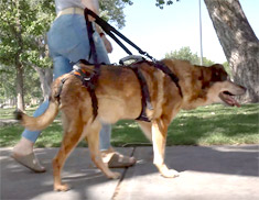 HELP 'EM UP HARNESS: ロングハンドル - M.E. Maxx