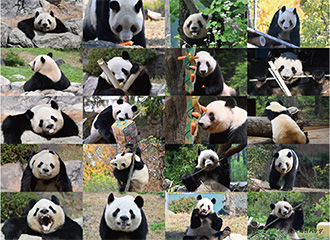 ダイスキ！シャオシャオ！レイレイ！