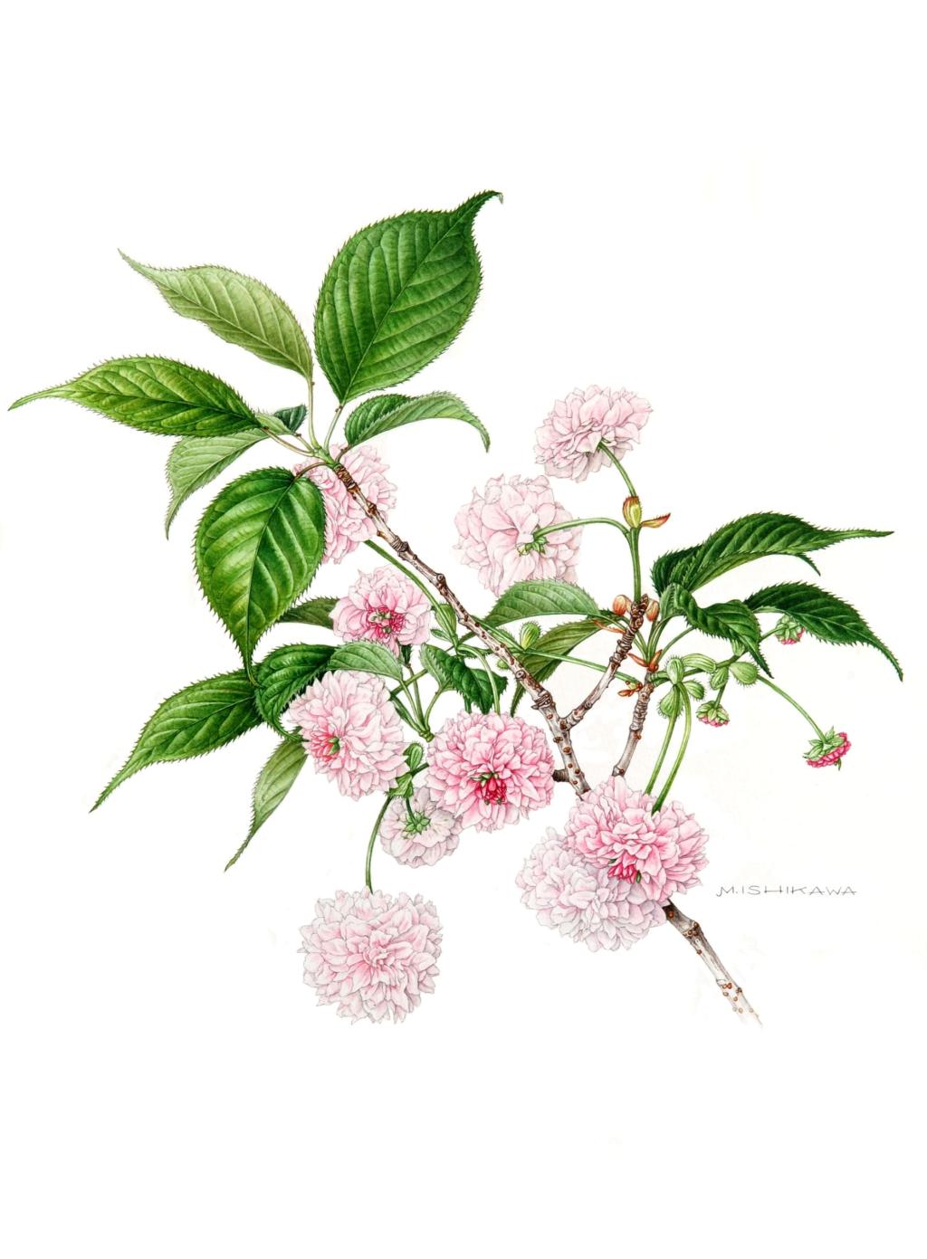 ボタニカルアートの響き−日本とインドネシアの植物画家たち｜ 高知