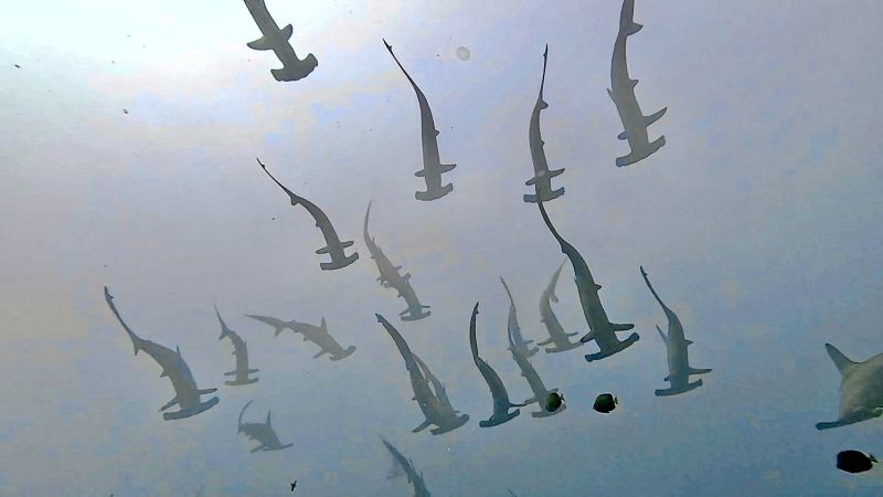 ハンマーヘッドシャークの群れ登場・A school of hammerhead sharks