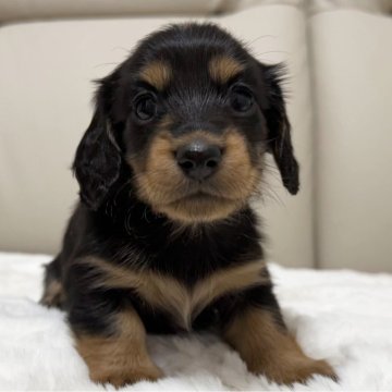 ミニチュアダックスフンドのレッド系の子犬を探す｜ブリーダー直販の