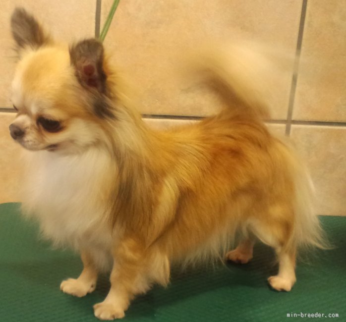 チワワ(ロング) オス FAWN 2008/10/16生まれ 神奈川県 交配犬ID:1512