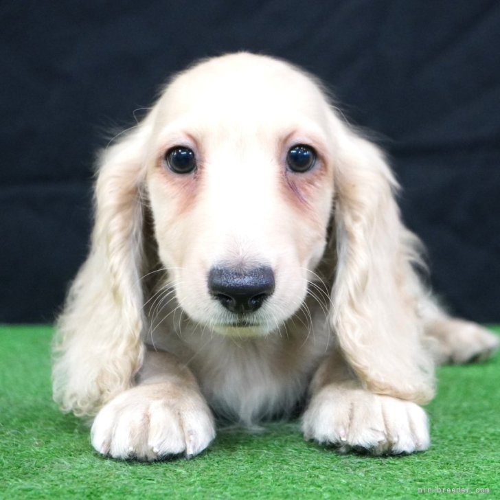 ミニチュアダックスフンド(ロング)【愛媛県・男の子・2025年9月12日