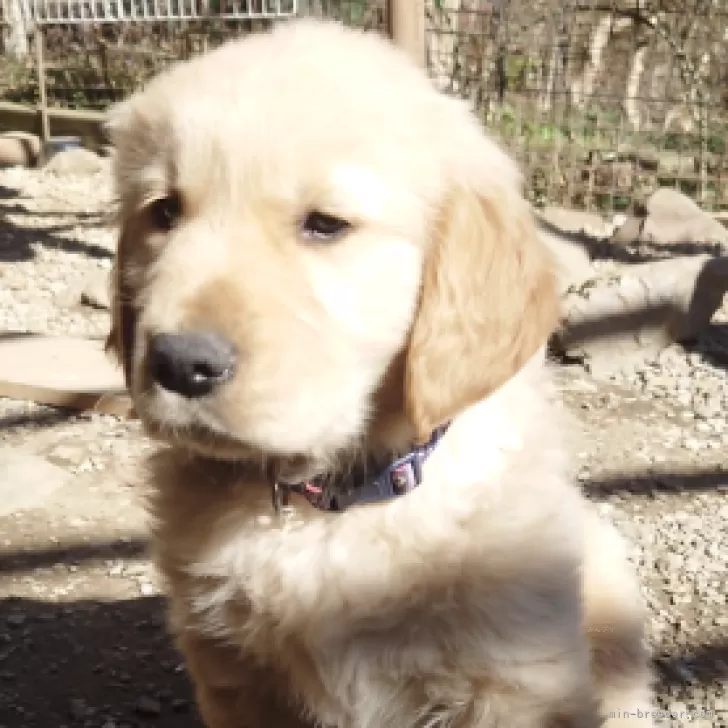 ゴールデンレトリバー【埼玉県・男の子・2025年12月24日・ゴールド