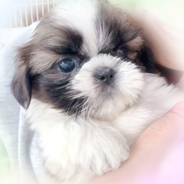 関東のシーズーの子犬を探す｜ブリーダー直販の子犬販売【みんなの