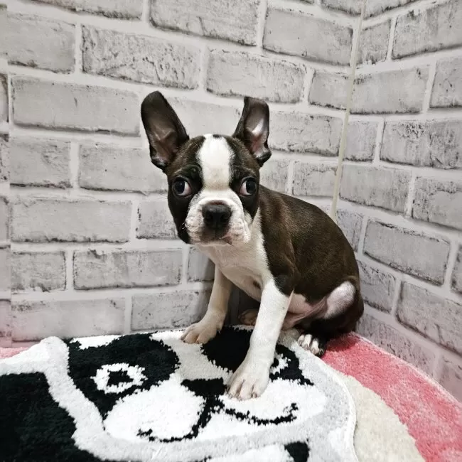 ボストンテリア【兵庫県・男の子・2025年10月23日・ボストンカラー